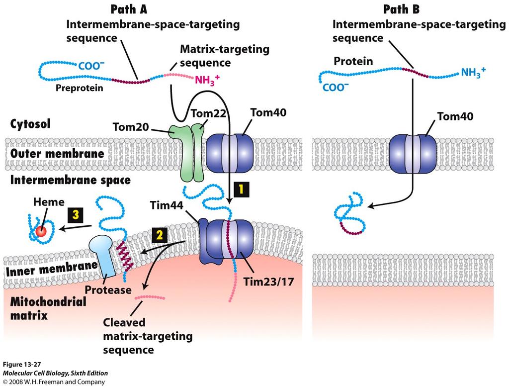 Targeting to the Intermembranous Space Occurs Via Two Distinct Pathways