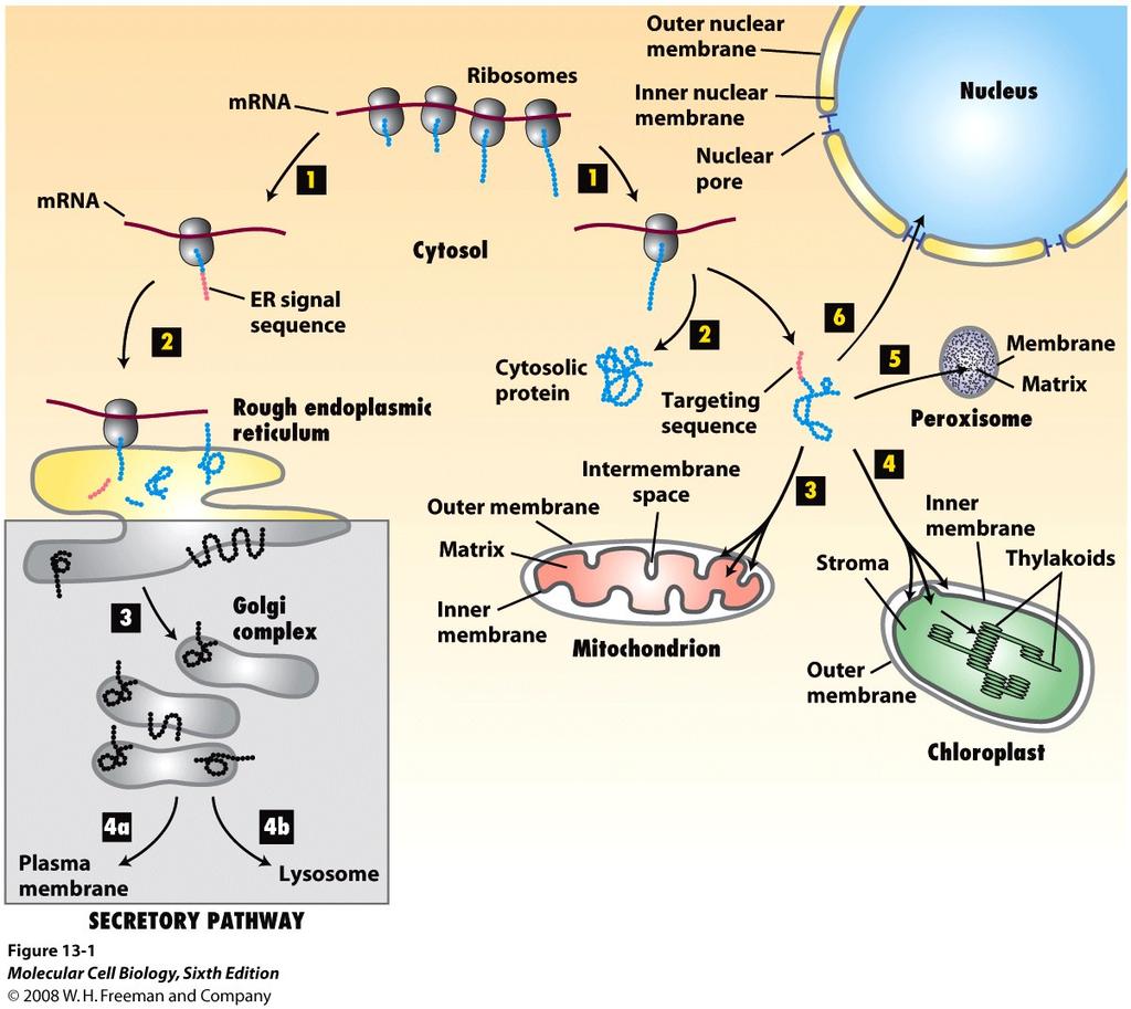 Intracellular Targeting