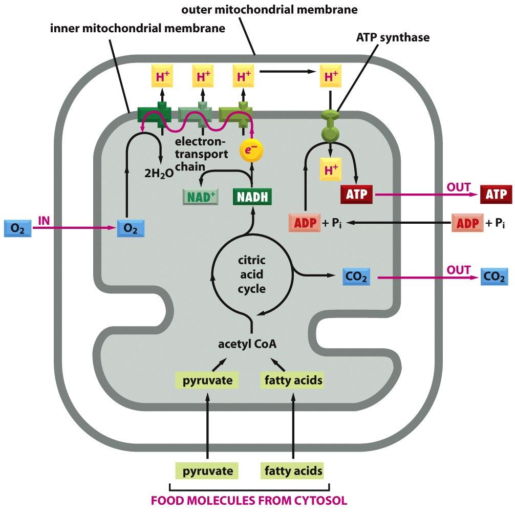 Mitochondria are the Sites of Oxidative ATP Production Sugars