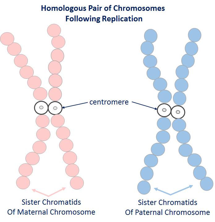 Definitions Definitions involved in meiosis: Allele Alternate forms of the same gene found at the same location on a homologous chromosome Chromatid One of two identical copies of chromosomes held