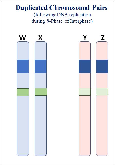5. Genes: (Use Table 1 to answer the questions and observations) Question G: Gene A on Chromosome 1 is the of Gene A on Chromosome 2 since they occur at the same and code for the same protein.