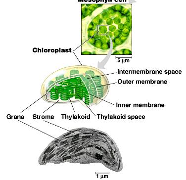 Each chloroplast has two membranes around a central fluid space, the stroma.