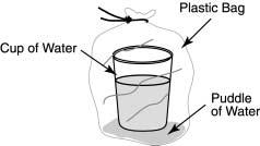 SC.D.1.2.3 Sample MC Item Maria s class is studying weather. To demonstrate the water cycle, each student places a small cup of water in a sealed, plastic bag and places it near a sunny window.
