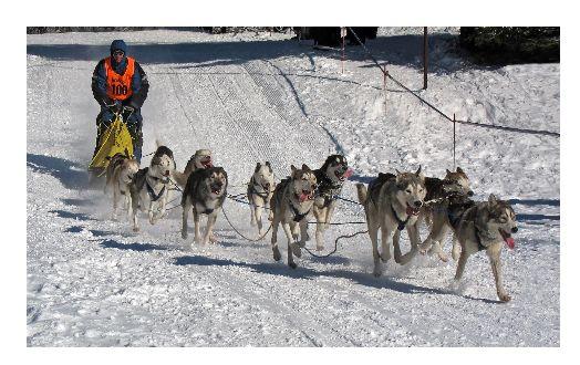 c) 5 miles = km d) 3 feet = m e) 7 11 = cm Example 2: A traditional Inuit dogsled is called a komatik. A komatik uses teams of qimmiq or sled dogs on separate lines.