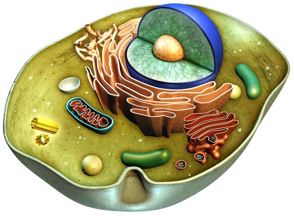 Structures of Animal Cells Organelles are the specialized structures found within a cell.