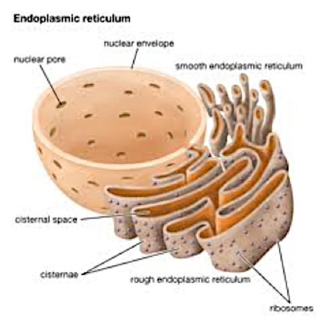 to the endoplasmic reticulum Ribosomes Ribosomes are the most