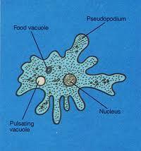 A vacuole is a storage area inside a cell.
