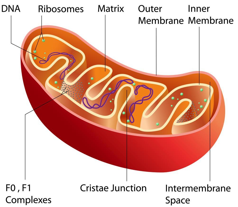 Mitochondria The mitochondria is the powerhouse of the cell. The purpose of the mitochondria is: cellular respiration.