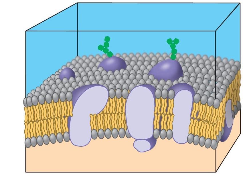 The Cell Membrane Also called the plasma membrane. Maintains the shape of the cell.