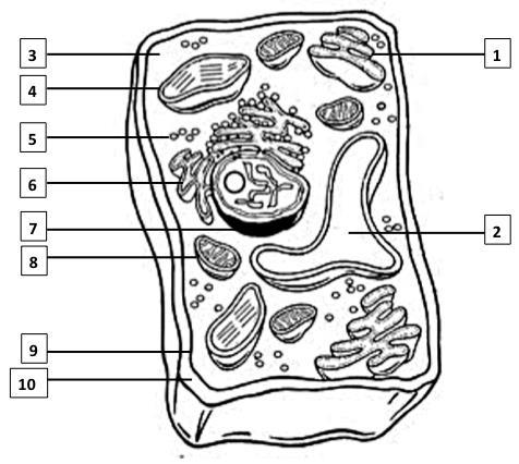 A plant cell has many of the same parts found inside an animal cell, but there are a few organelles that are only found in plant cells. The Plant Cell 1.