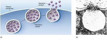 Exocytosis Exocytosis is the release of large materials from the cell.