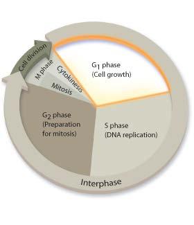 G 1 Phase: Cell Growth cells increase in