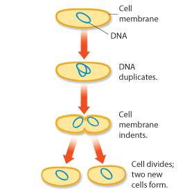 The Prokaryotic Cell Cycle At the end of their cell cycle, prokaryotes divide by binary fission.