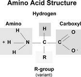 b. Lipid: Carbon, hydrogen, and oxygen (CHO) c.