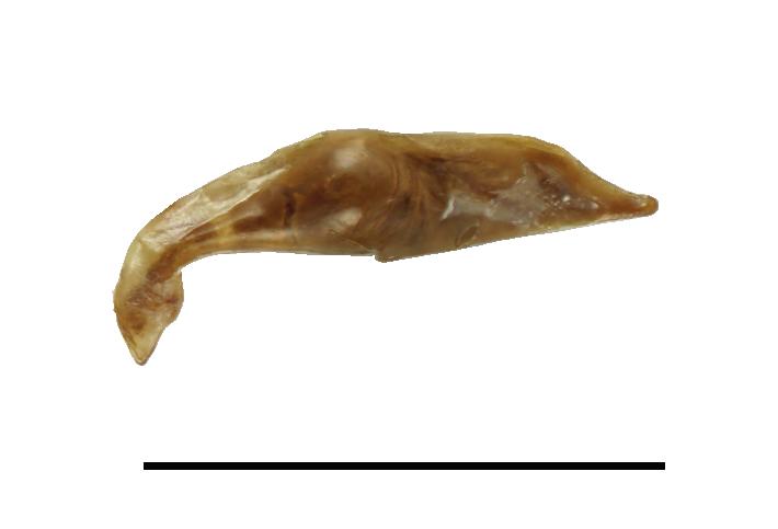 10) Left lateral view of aedeagus, paralectotype from Paete (SDEI). 11 16. C. (C.) nana (Schaum, 1862). 11) Habitus, male from Kayapa (CDFC).