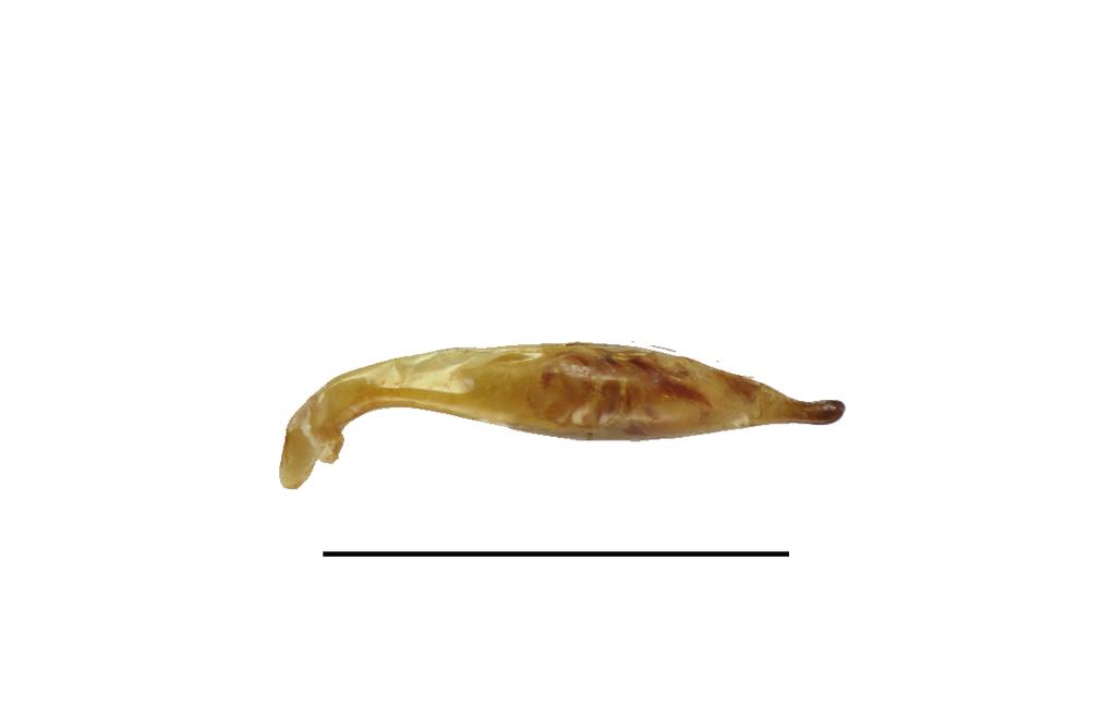 18) Left lateral view of aedeagus, holotype from Dingalan (JWGC). 19 20. Left elytron. 19) Holotype male from Dingalan (JWGC).