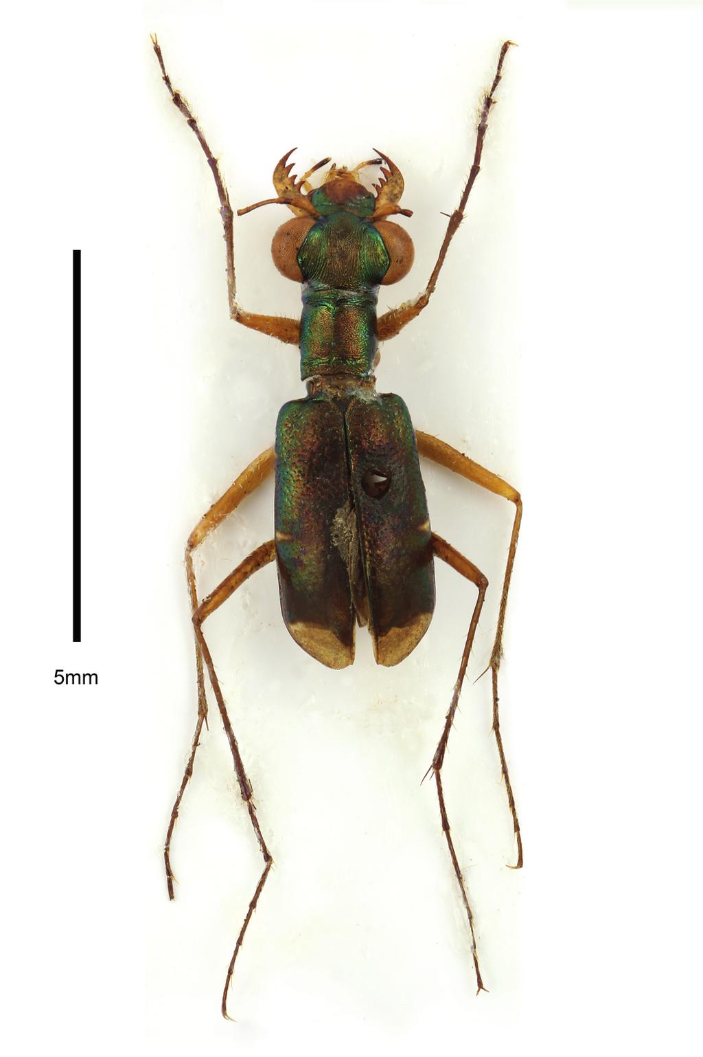 32) Paratype female from National Forest Park (JWGC). 33 34. Labrum.