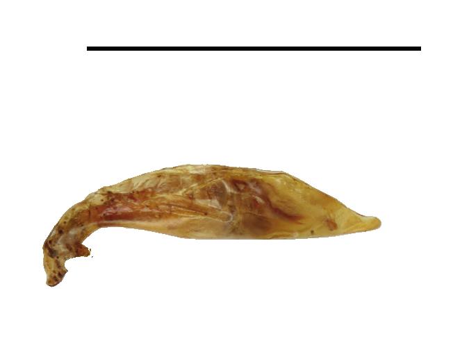 ) rothschildi (Horn, 1896). 36) Habitus, paratype male from Albay (SDEI). 37 38. Left elytron.