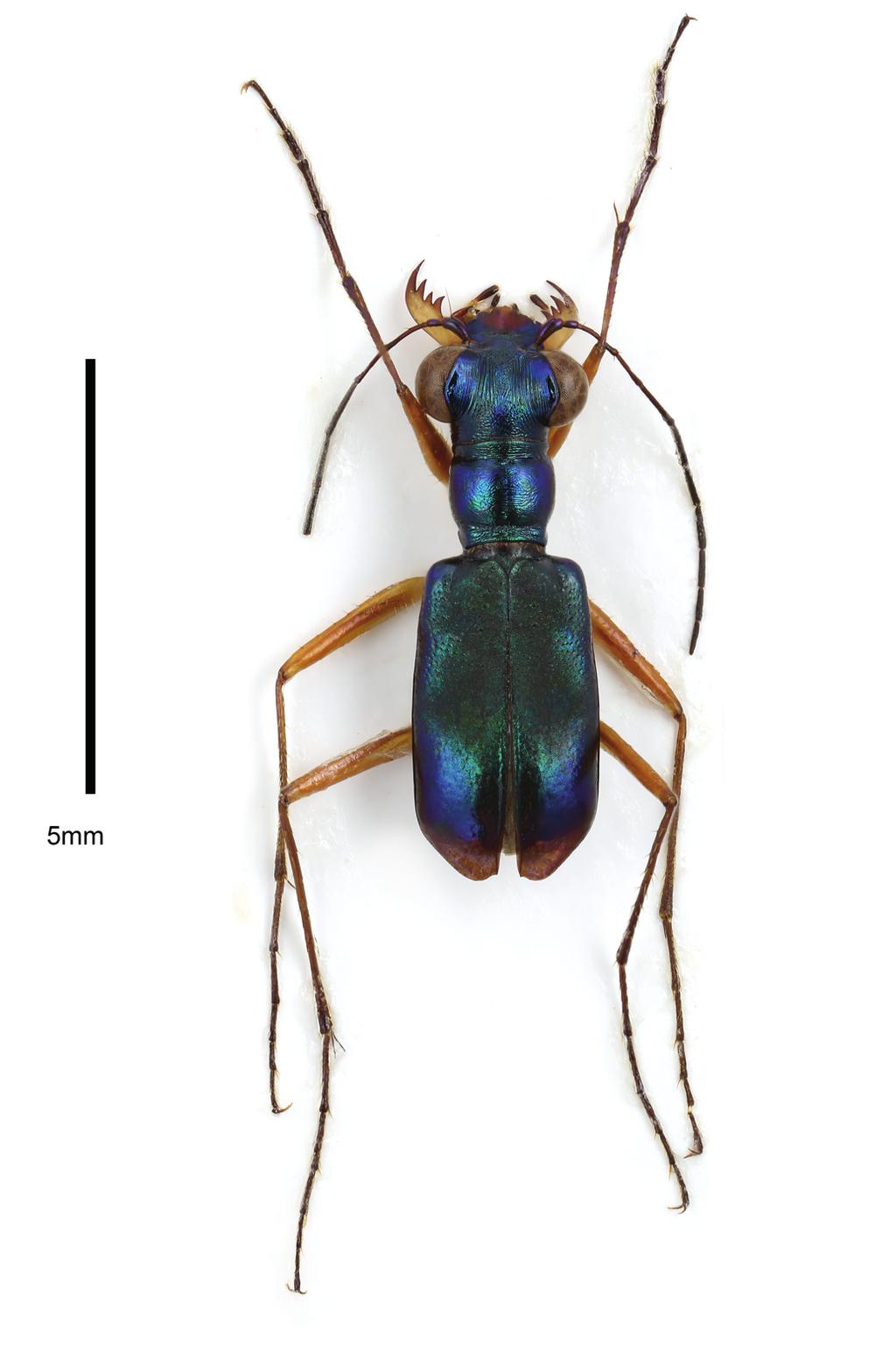 43) Left lateral view of aedeagus, male from Pagudpud (CDFC). 44 45. Left elytron. 44) Paratype male from Balaoi (SDEI).