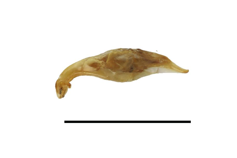 48) Paratype female from Balaoi (JWGC). 49 54. C. (C.) vandenberghei Dheurle, 2016. 49) Habitus, paratype female from Santa Ana (JWGC).