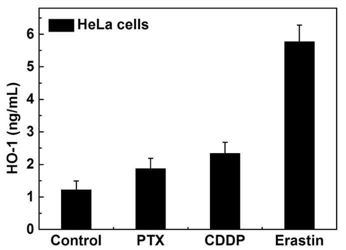 h, respectively. Cells without anytreatment were used as negative control.