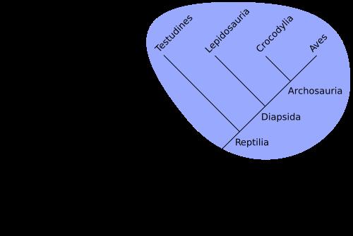 Monophyletic groupings Nodes name monophyletic