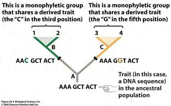 Synapomorphies define monophyletic groups Unite groups with