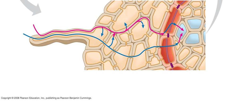 Apoplastic route Plasma membrane Symplastic route Root