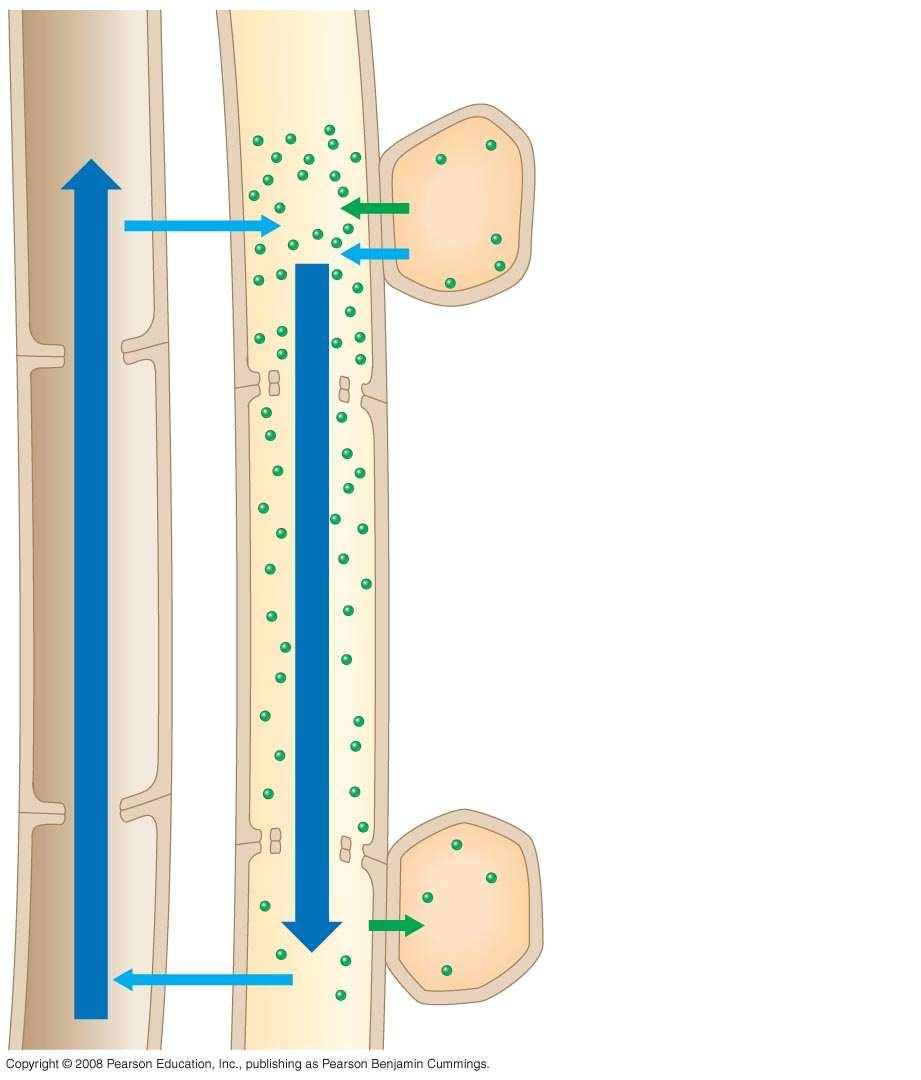 Fig. 36-20 Vessel (xylem) Sieve tube Source cell (phloem) (leaf) 1 Loading of sugar H 2 O 1 Sucrose H 2 O 2 Bulk flow by negative