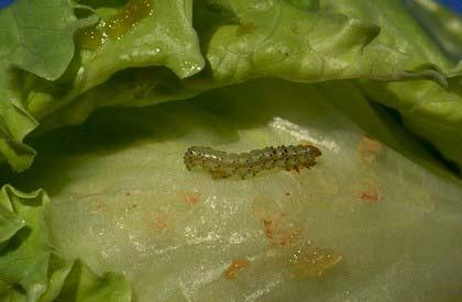Success Beet armyworm