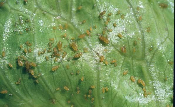 Whiteflies Aphid
