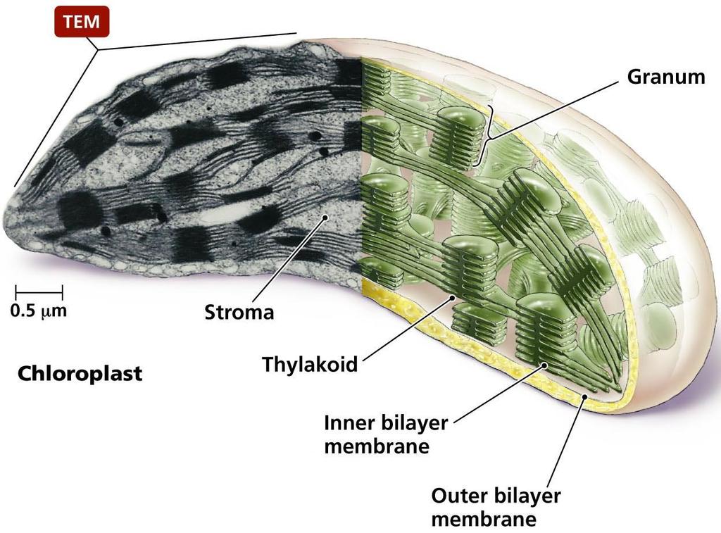 Chloroplasts Surrounded by a double membrane Interior membrane is arranged in stacks