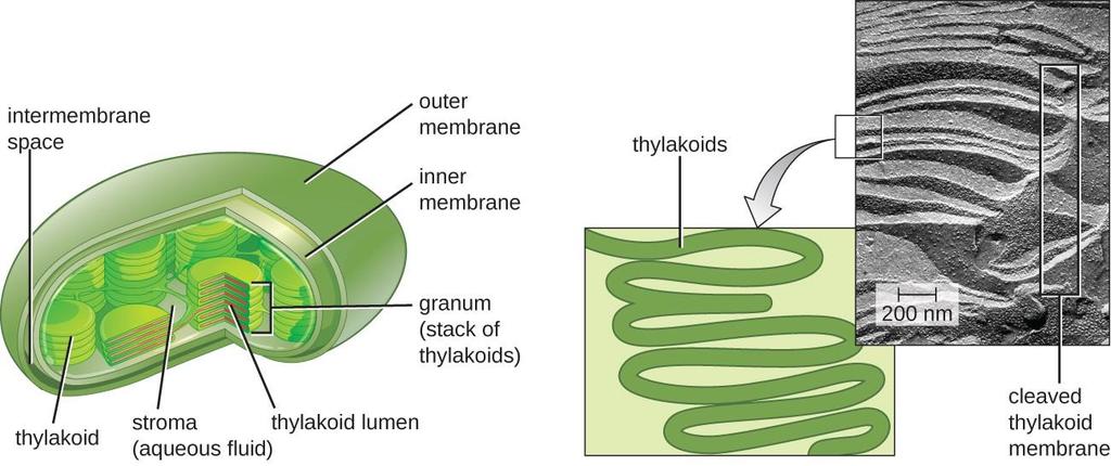 Chloroplasts Inside of each thylakoid is a reservoir called a lumen.