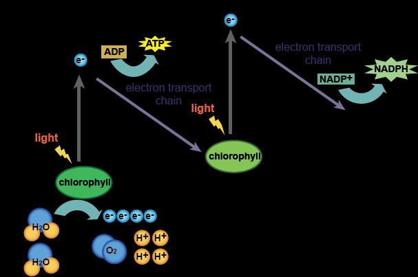 The Light Reaction Electrons are then passed from molecule to molecule in