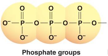 1, one phosphate 2, two phosphates 3, three