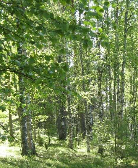 EFFECTS OF ENVIRONMENTAL CONDITIONS ON СО 2 / Н 2 О EXCHANGE OF BETULA SPECIES IN THE TAIGA ZONE OF NORTH-WEST RUSSIA Pridacha V.B. 1, Sazonova Т.А. 1, Оlchev А.V. 2 1 Forest Research Institute of Karelian Research Center of RAS, Petrozavodsk, Russia (pridacha@krc.