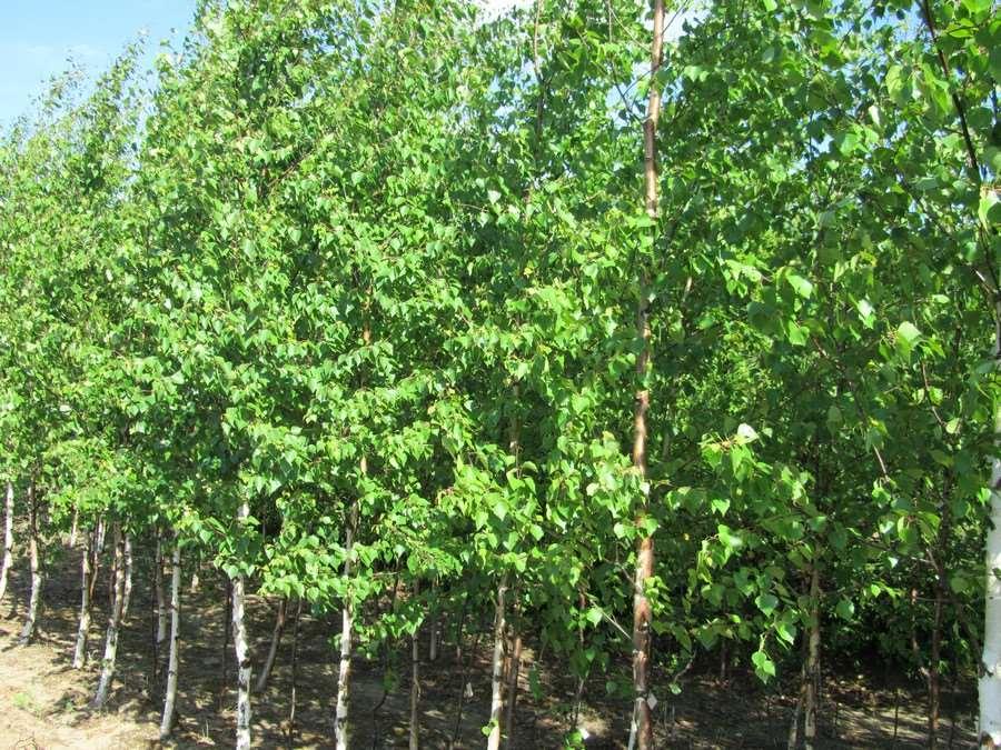 Objectives The main goal of the study is to describe the interspecific features of CO 2 /H 2 O exchange of different birch (Betula) species growing in