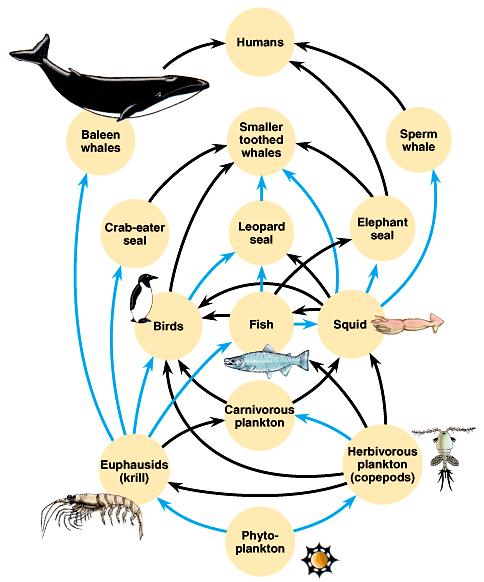 Food webs. Which one(s) are the producers? Which one(s) are ONLY primary consumers?