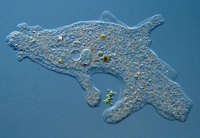 More About Cells An organism made of