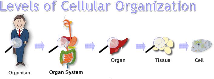 Next Topic Organs vs Organ Systems What are