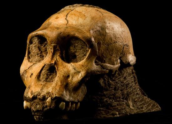 A. sediba http://www.wired.com/wiredscience/2011/04/australopithecusfossils-human-evolution/?