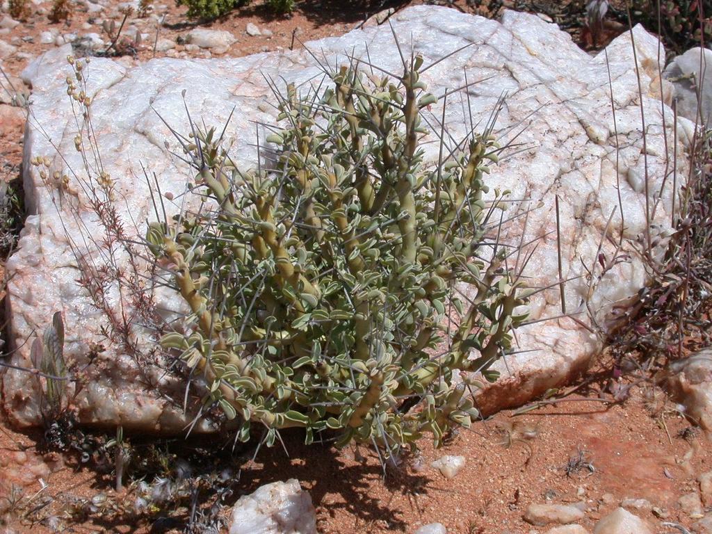 Sarcocaulon spinosum, Steinkopf, RSA, habitat (Photo : J.A. Audissou). Cultivation The substrate must be very well draining and rather mineral in composition. Plants are grown in full light.