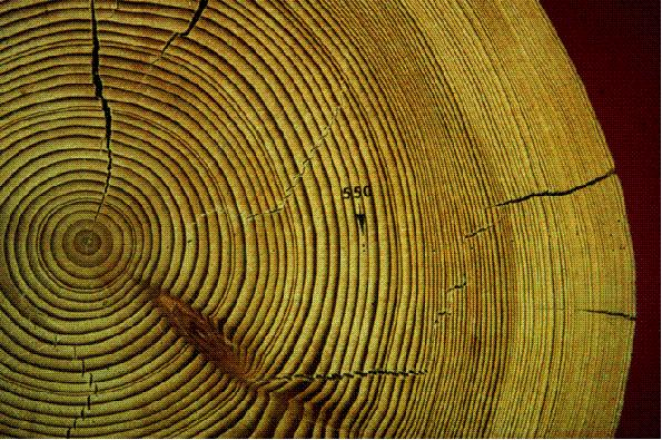 History of the tree: annual rings Dendrochronology : tree time-keeping 1492: Columbus lands in the Americas 1776: Declaration of US independence 1917 & 1945: Tree Survives two World