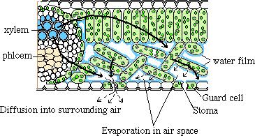Transpiration for water transport in the xylem Evaporation of water in the leaves (through