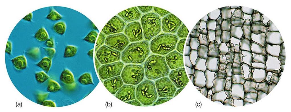 Plant Anatomy: Cells Plant cells are basic building blocks Can specialize in form and function By working together, forming