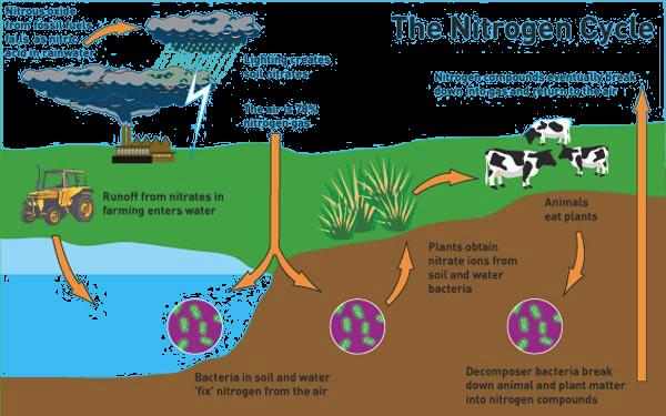 FIRST QUARTER Activity Sheet No. 16 TOPIC : Nitrogen Cycle Explain how nitrogen is recycled in an ecosystem Illustrate the cycling of nitrogen in an ecosystem.