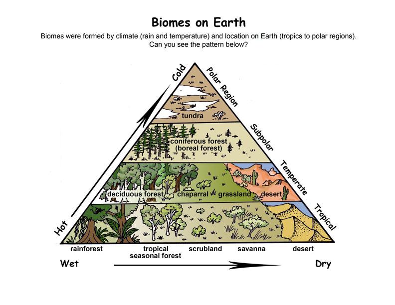 FIRST QUARTER Activity Sheet No. 6 TOPIC : Biomes Identify the different Biomes. Explainwhy biomes are different from one another. Identify the biotic and abiotic factors in each biomes.