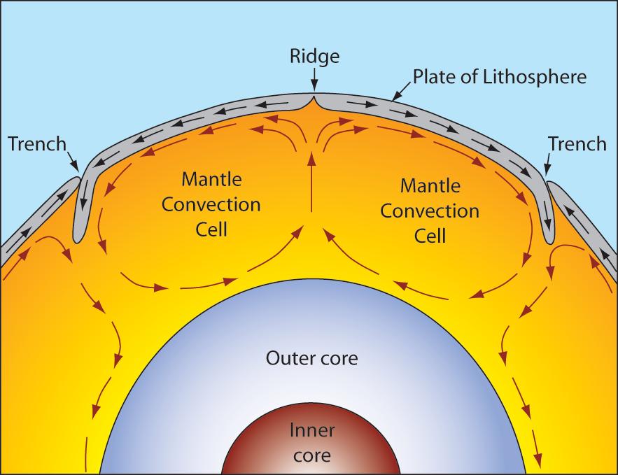 Plates of lithosphere are moved around by