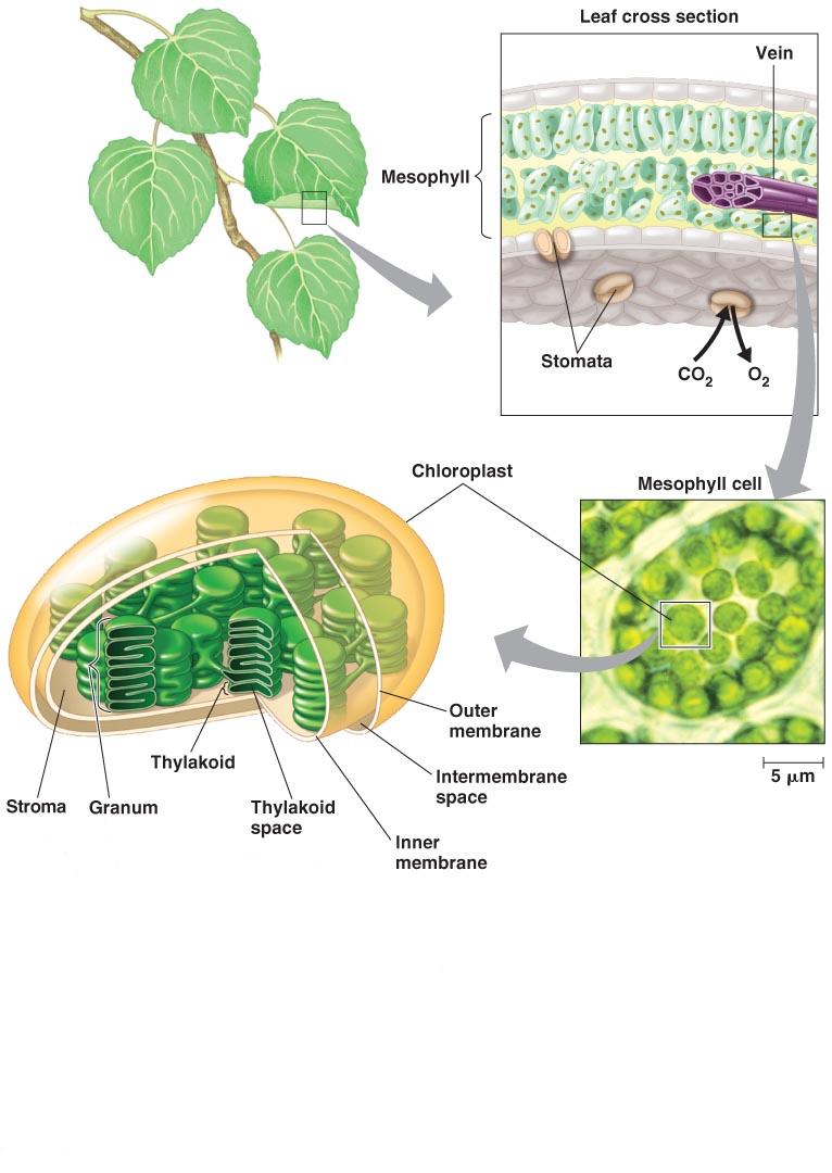 Photosynthesis occurs in the chloroplasts of plants