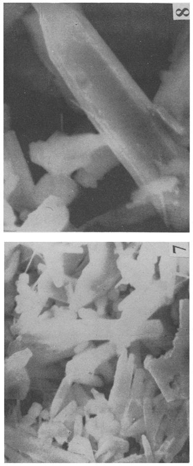9... -:;:::: " " / r~1 ~x, I Figures 7-9. 7 and 8. SEM micrographs of 7. crystals of VSZ-2 x 1000 8. large (1001 a) crystals of VSZ-2 x 1000. 9. Infrared spectra of crystals of VSZ-I and VSZ-2...~. ~7 ~,,~.